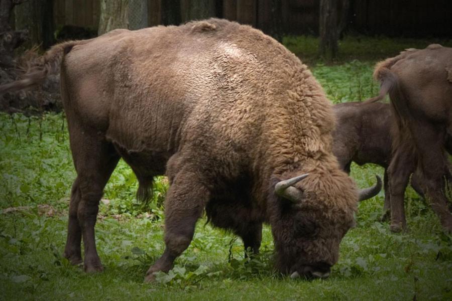 Morskie Ogrody Pobierowo Buitenkant foto