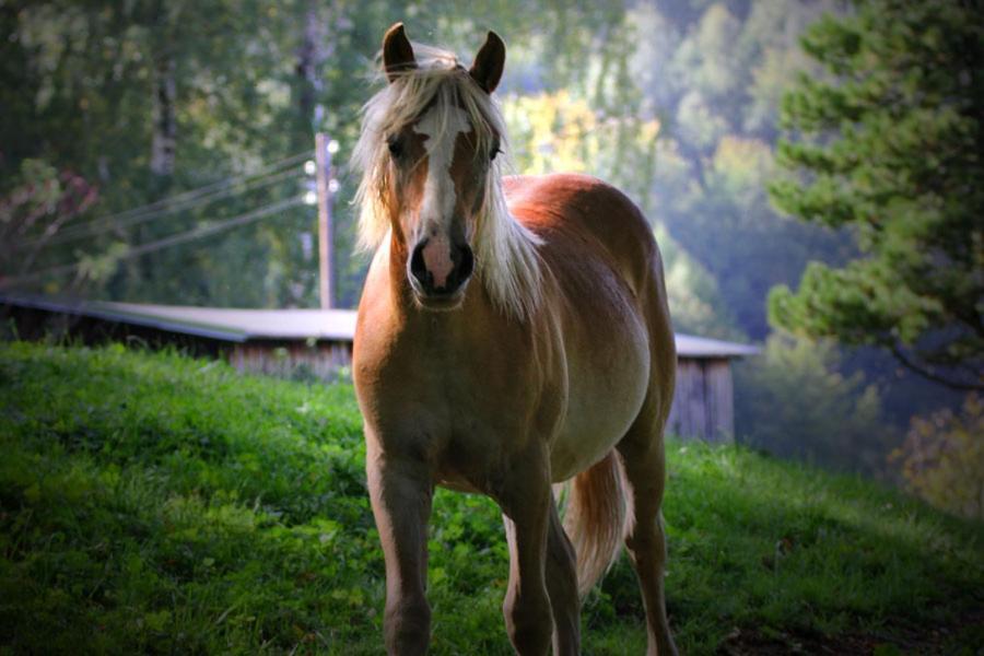 Morskie Ogrody Pobierowo Buitenkant foto